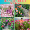 15 Loài Hoa Mix Màu Siêu Đẹp